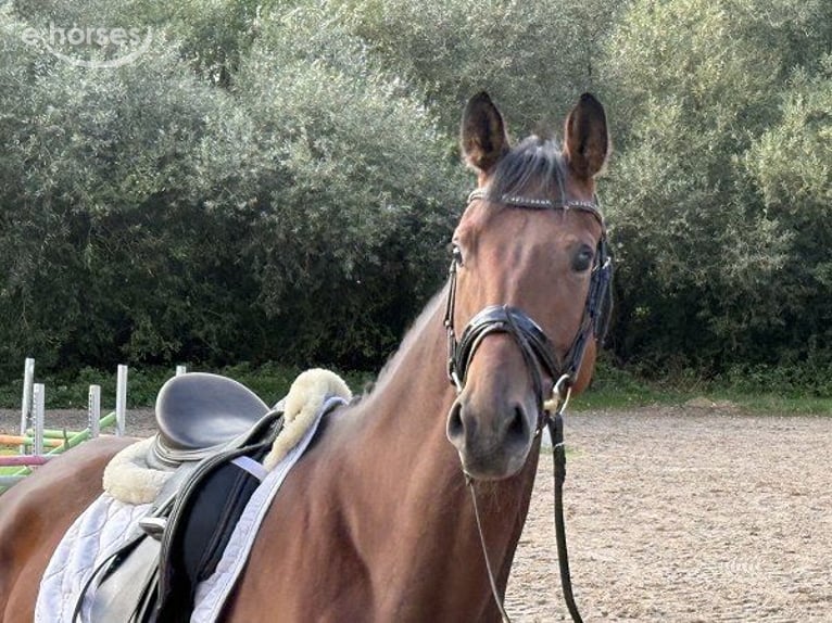 Hannoveraan Ruin 4 Jaar 176 cm Bruin in Verden (Aller)