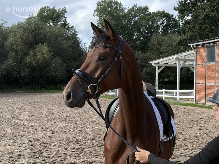 Hannoveraan Ruin 4 Jaar 176 cm Bruin in Verden (Aller)