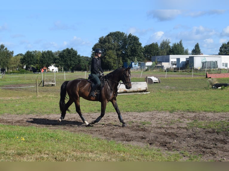 Hannoveraan Ruin 4 Jaar 176 cm Donkerbruin in Tarmstedt