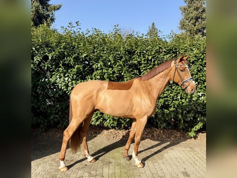 Hannoveraan Ruin 4 Jaar 177 cm Vos in Hittbergen