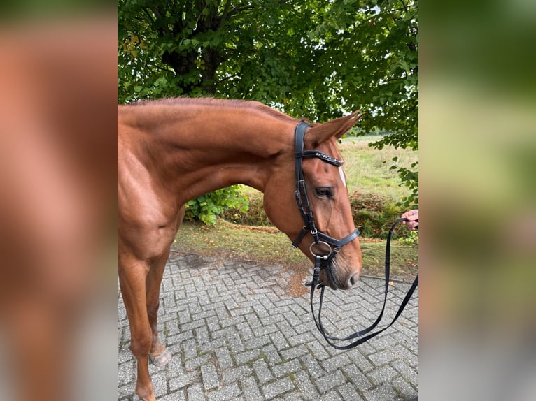 Hannoveraan Ruin 4 Jaar 177 cm Vos in Ihlow