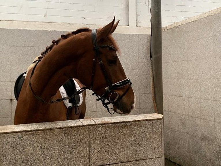 Hannoveraan Ruin 4 Jaar 178 cm Vos in Verden (Aller)