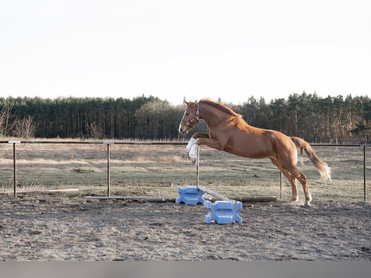 Hannoveraan Ruin 4 Jaar 180 cm Vos in Trebbin