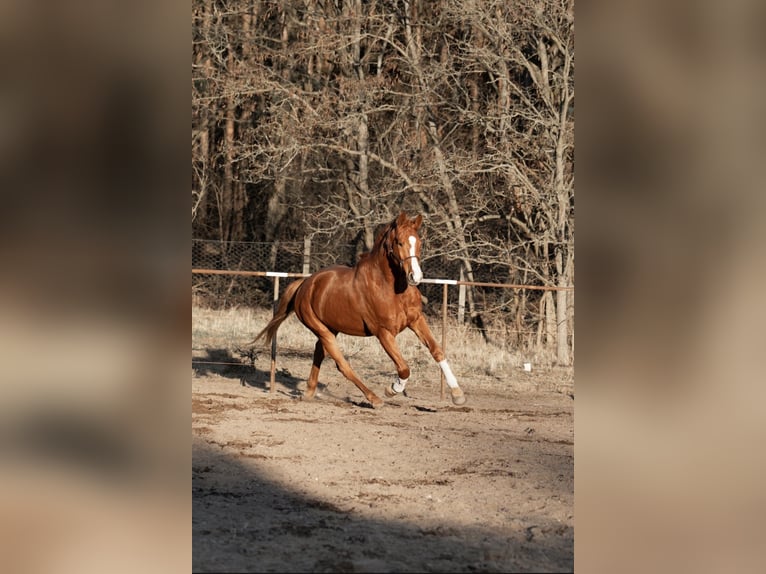 Hannoveraan Ruin 4 Jaar 180 cm Vos in Trebbin
