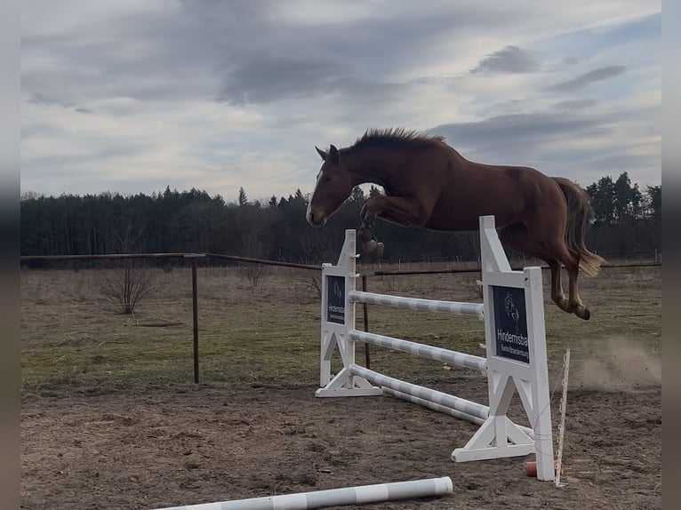 Hannoveraan Ruin 4 Jaar 180 cm Vos in Trebbin