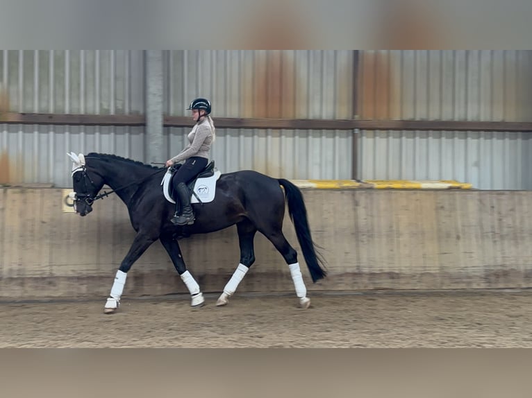 Hannoveraan Ruin 4 Jaar 180 cm Zwartbruin in Villmar