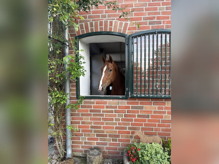 Hannoveraan Ruin 4 Jaar 182 cm Vos in Kirchlinteln