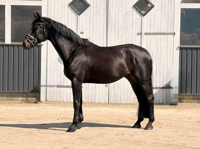Hannoveraan Ruin 4 Jaar 182 cm Zwart in Achtrup