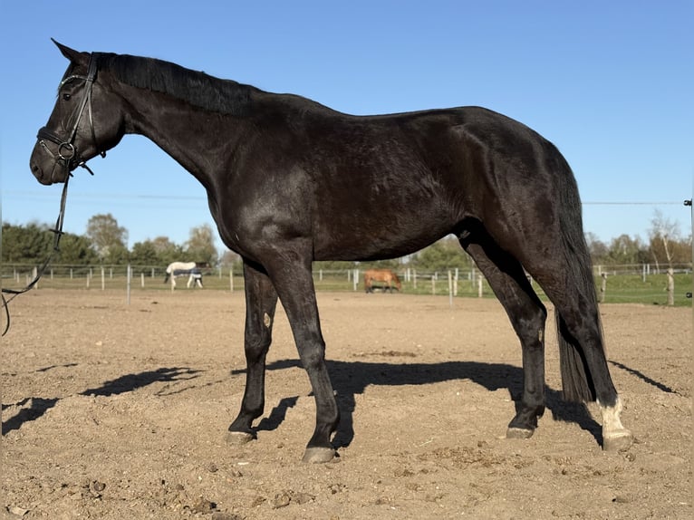 Hannoveraan Ruin 4 Jaar 182 cm Zwart in Stade