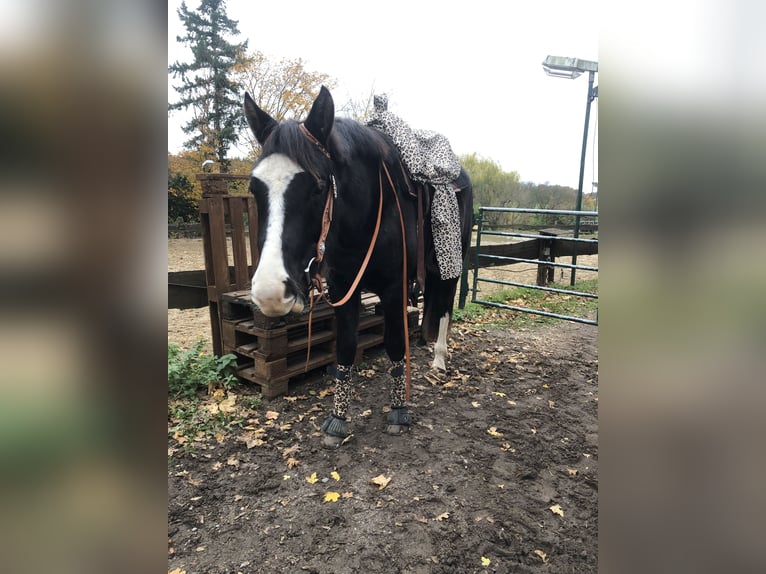 Hannoveraan Mix Ruin 5 Jaar 158 cm Zwartbruin in Essen