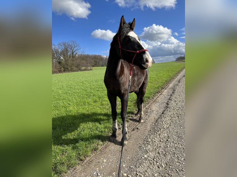 Hannoveraan Mix Ruin 5 Jaar 158 cm Zwartbruin in Essen