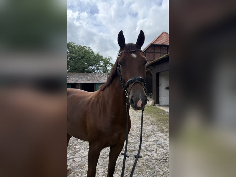 Hannoveraan Ruin 5 Jaar 160 cm Vos in Müden (Aller)