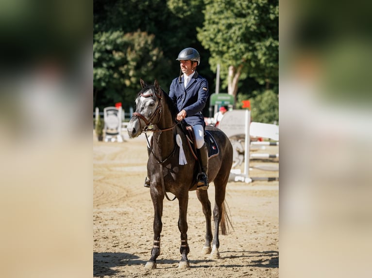 Hannoveraan Ruin 5 Jaar 161 cm Schimmel in Leichlingen