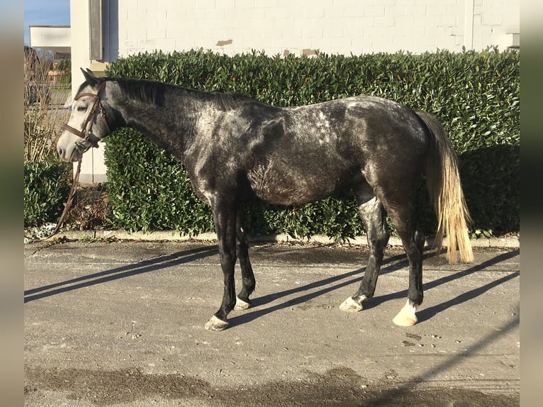 Hannoveraan Ruin 5 Jaar 161 cm Schimmel in Leichlingen