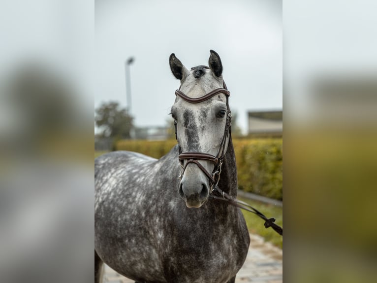 Hannoveraan Ruin 5 Jaar 161 cm Schimmel in Gomadingen