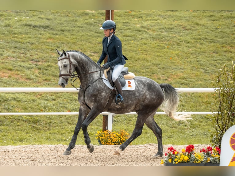 Hannoveraan Ruin 5 Jaar 161 cm Schimmel in Gomadingen