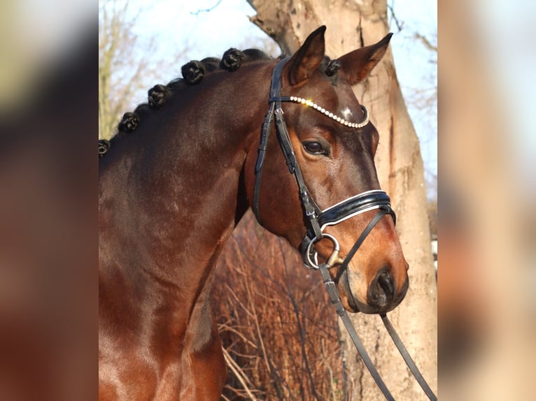 Hannoveraan Ruin 5 Jaar 162 cm Bruin in Selsingen