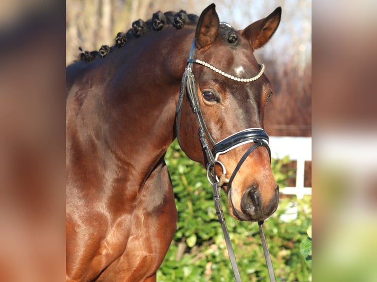 Hannoveraan Ruin 5 Jaar 162 cm Bruin in Selsingen