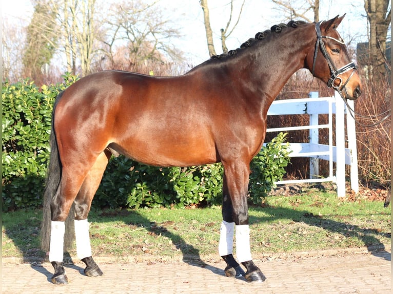 Hannoveraan Ruin 5 Jaar 162 cm Bruin in Selsingen