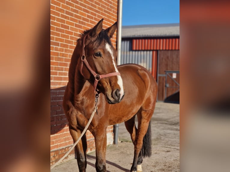 Hannoveraan Ruin 5 Jaar 162 cm Bruin in Petershagen