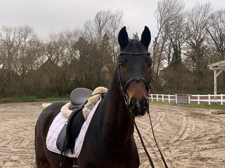 Hannoveraan Ruin 5 Jaar 162 cm Donkerbruin in Verden (Aller)