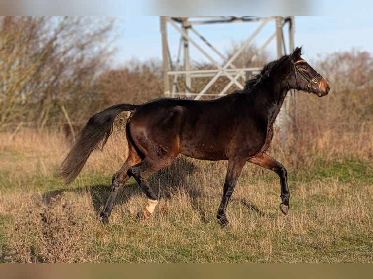 Hannoveraan Ruin 5 Jaar 162 cm Donkerbruin in WaldeckWaldeck