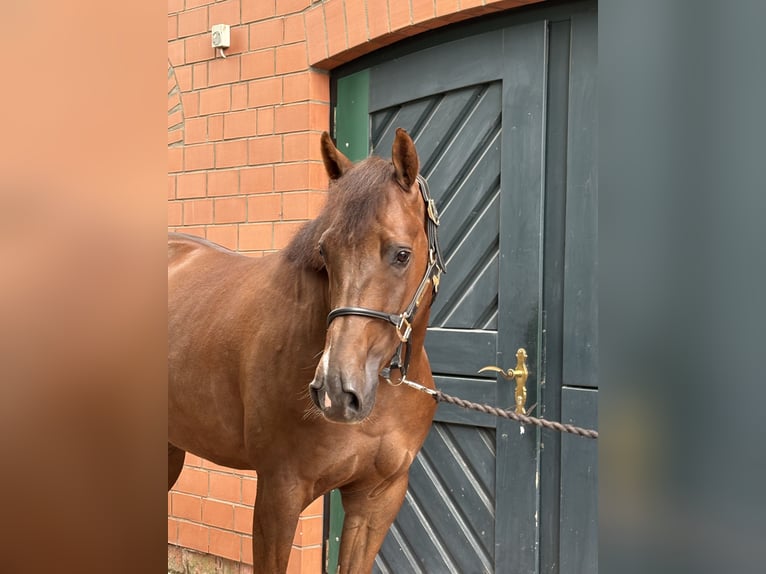 Hannoveraan Ruin 5 Jaar 162 cm Donkere-vos in Stolzenau