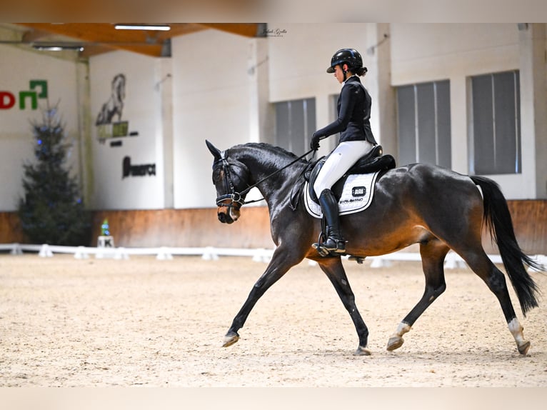 Hannoveraan Ruin 5 Jaar 162 cm Roodbruin in Barłomino