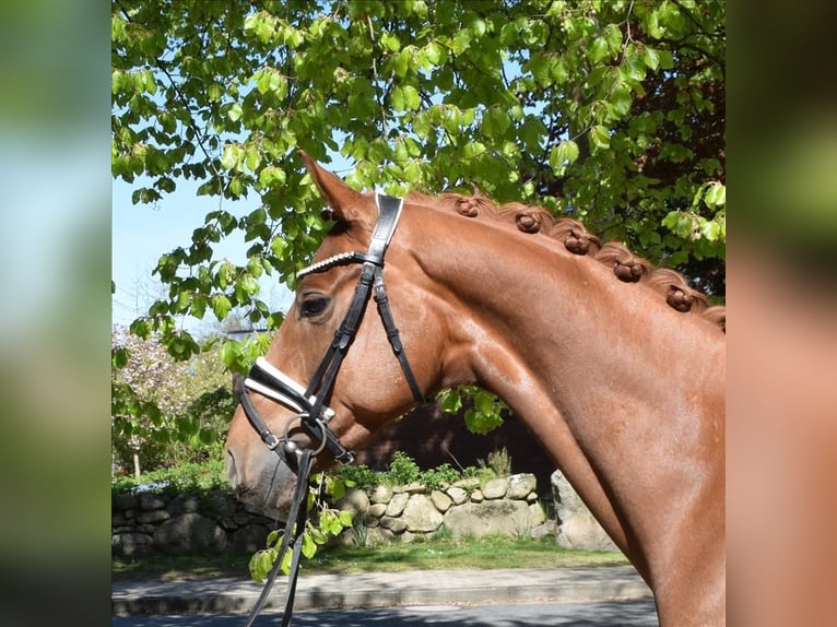 Hannoveraan Ruin 5 Jaar 162 cm Vos in Fredenbeck