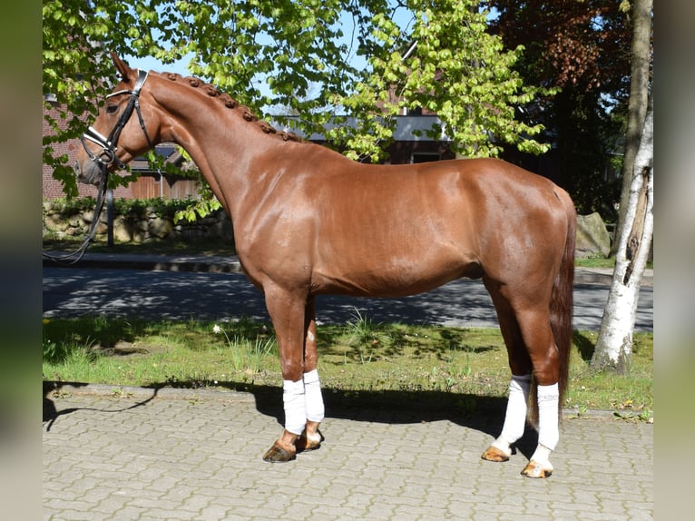 Hannoveraan Ruin 5 Jaar 162 cm Vos in Fredenbeck