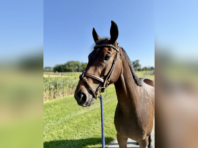 Hannoveraan Ruin 5 Jaar 163 cm Bruin in Horstmar