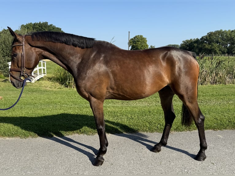 Hannoveraan Ruin 5 Jaar 163 cm Bruin in Horstmar