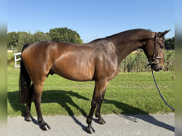 Hannoveraan Ruin 5 Jaar 163 cm Bruin in Horstmar