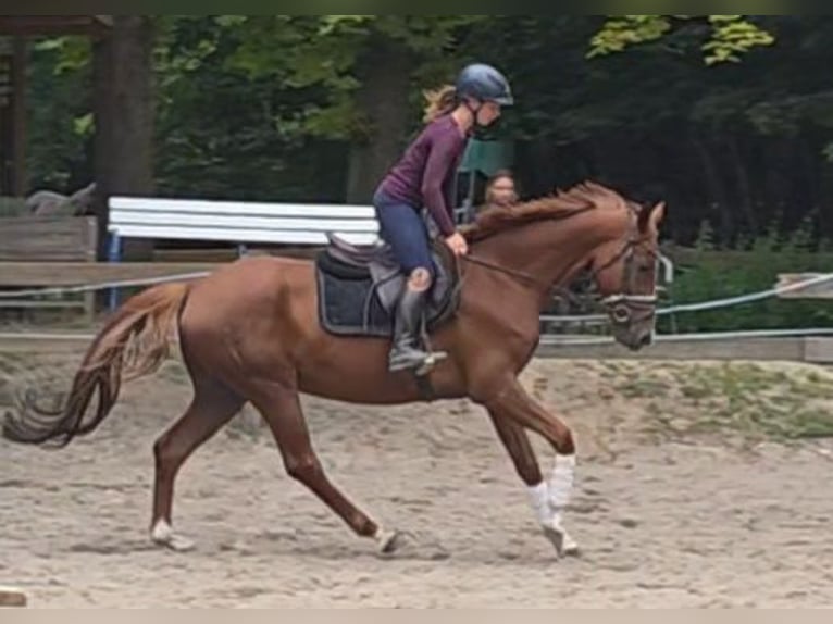 Hannoveraan Ruin 5 Jaar 163 cm Donkere-vos in Braunschweig