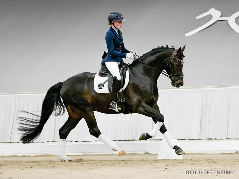 Hannoveraan Ruin 5 Jaar 163 cm Zwartbruin in Verden