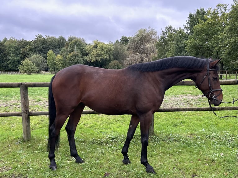 Hannoveraan Ruin 5 Jaar 164 cm Bruin in Lahr/Schwarzwald