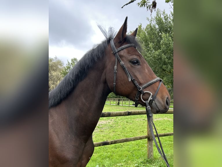 Hannoveraan Ruin 5 Jaar 164 cm Bruin in Lahr/Schwarzwald