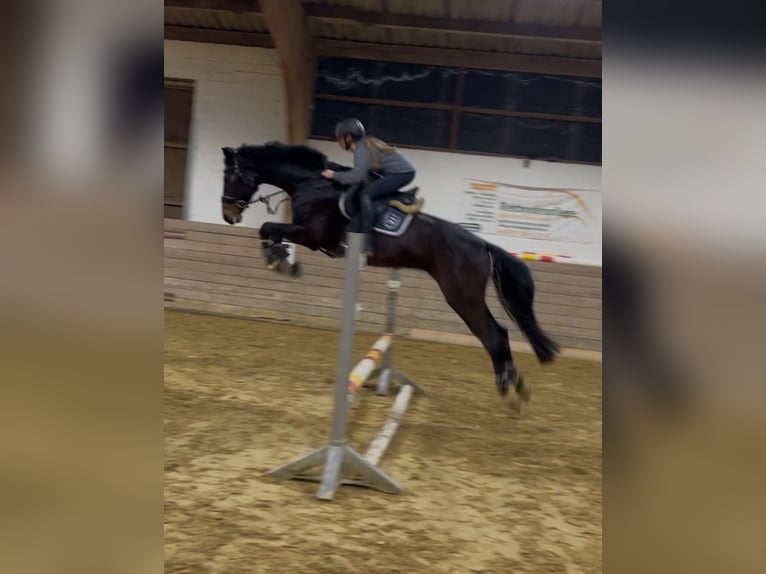 Hannoveraan Ruin 5 Jaar 164 cm Donkerbruin in Duderstadt