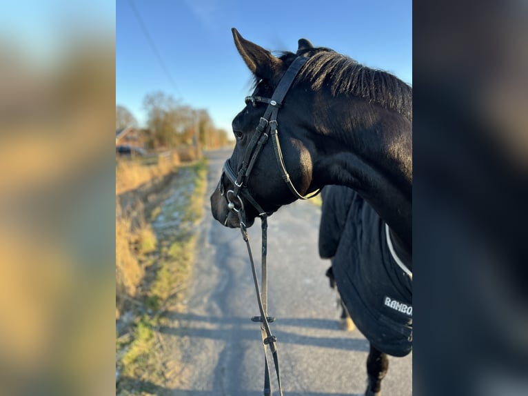 Hannoveraan Ruin 5 Jaar 164 cm Zwartbruin in Weener