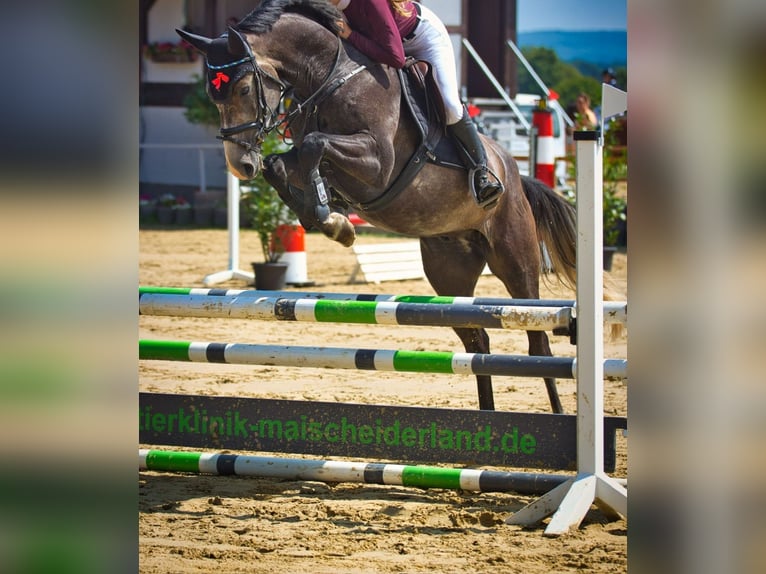 Hannoveraan Ruin 5 Jaar 165 cm Appelschimmel in Geilenkirchen