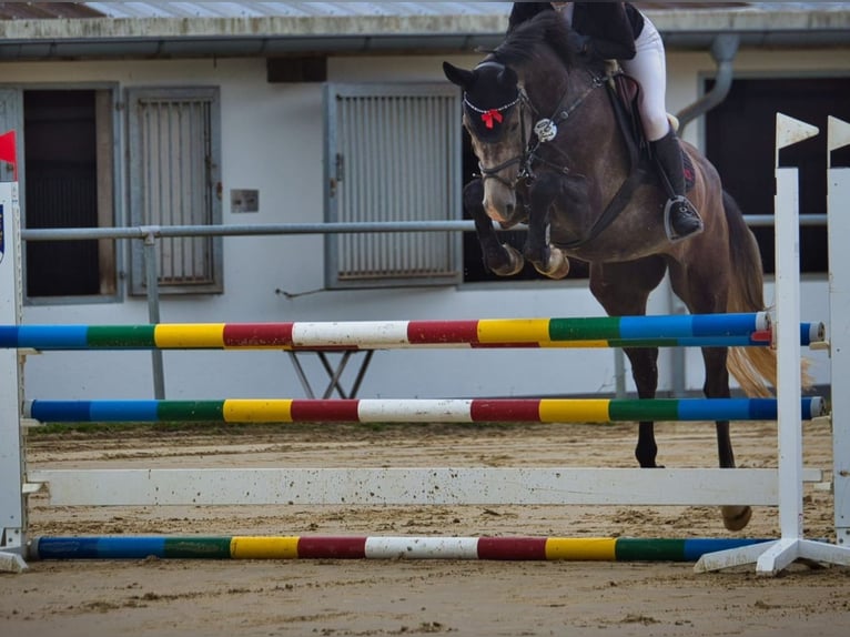 Hannoveraan Ruin 5 Jaar 165 cm Appelschimmel in Geilenkirchen