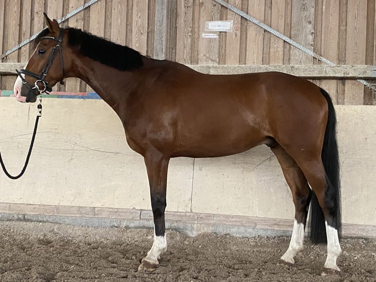 Hannoveraan Ruin 5 Jaar 165 cm Bruin in W&#xFC;rzburg