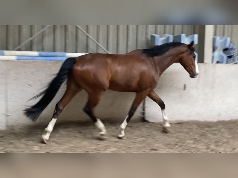 Hannoveraan Ruin 5 Jaar 165 cm Bruin in W&#xFC;rzburg