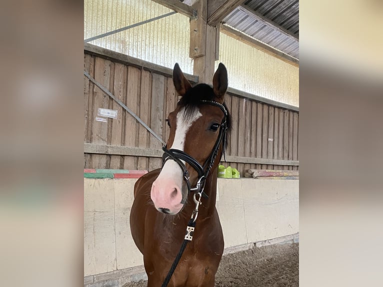 Hannoveraan Ruin 5 Jaar 165 cm Bruin in W&#xFC;rzburg