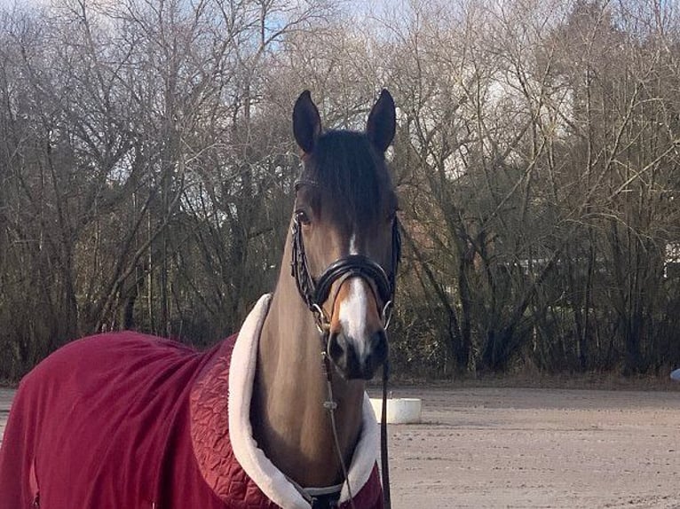 Hannoveraan Ruin 5 Jaar 165 cm Bruin in Verden (Aller)