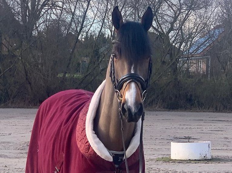 Hannoveraan Ruin 5 Jaar 165 cm Bruin in Verden (Aller)