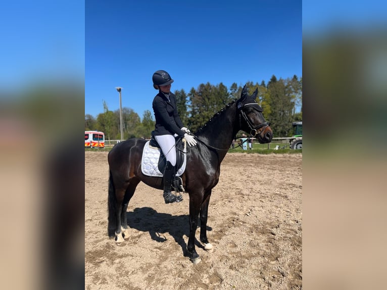 Hannoveraan Ruin 5 Jaar 165 cm Donkerbruin in Einbeck