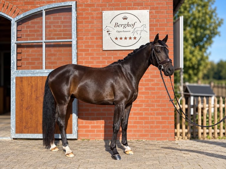 Hannoveraan Ruin 5 Jaar 165 cm Donkerbruin in Einbeck