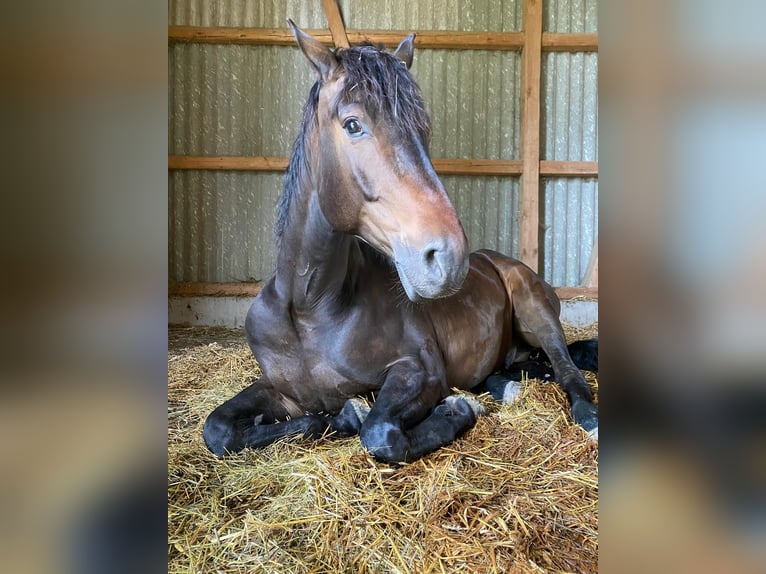 Hannoveraan Ruin 5 Jaar 165 cm Donkerbruin in Bad D&#xFC;rrheim