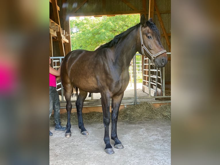 Hannoveraan Ruin 5 Jaar 165 cm Donkerbruin in Bad D&#xFC;rrheim